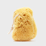 Sea Sponge